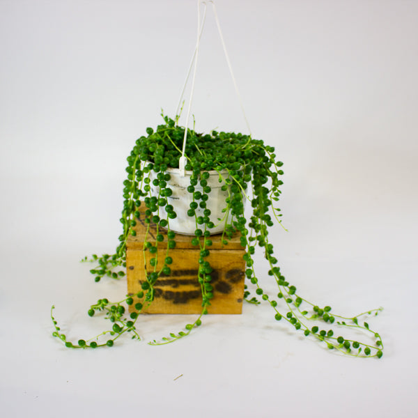 Senecio rowleyanus 14cm H28cm