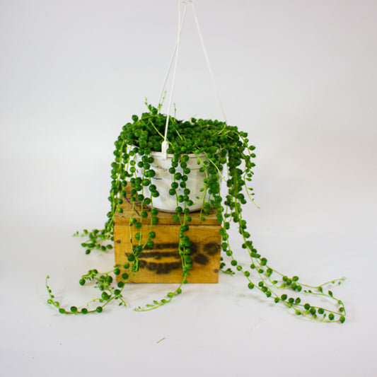 Senecio rowleyanus 14cm H28cm