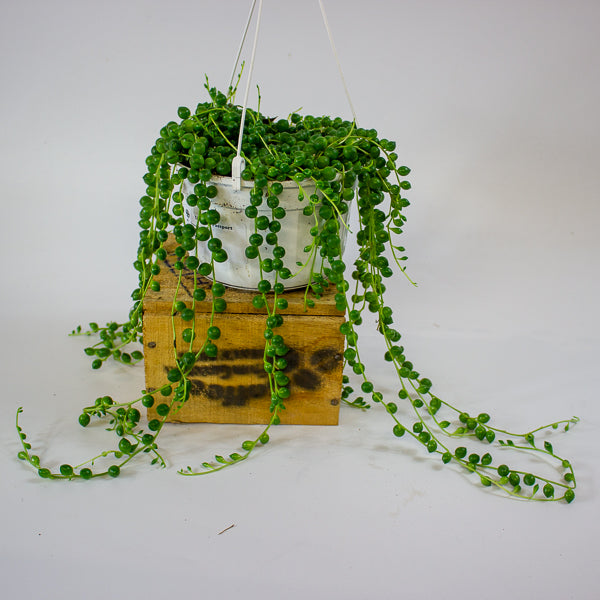 Senecio rowleyanus 14cm H28cm