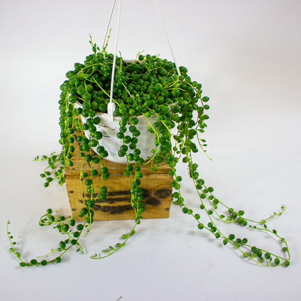 Senecio rowleyanus 14cm H28cm