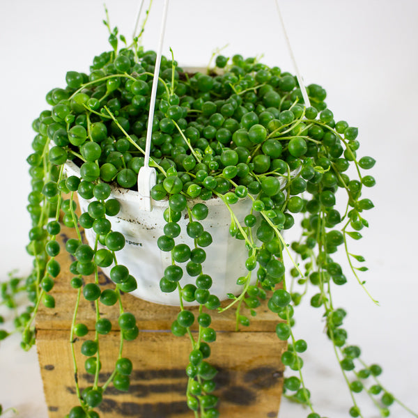 Senecio rowleyanus 14cm H28cm