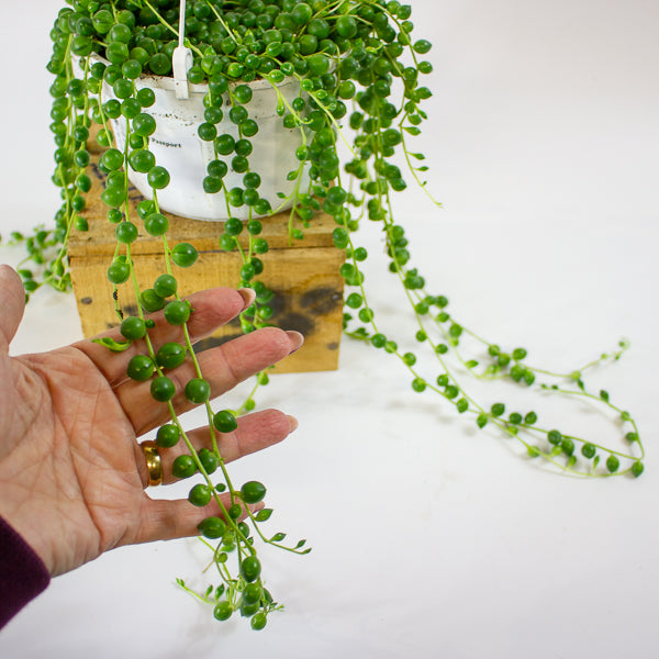 Senecio rowleyanus 14cm H28cm