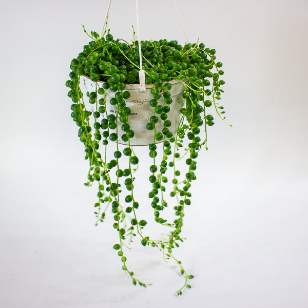 Senecio rowleyanus 14cm H28cm