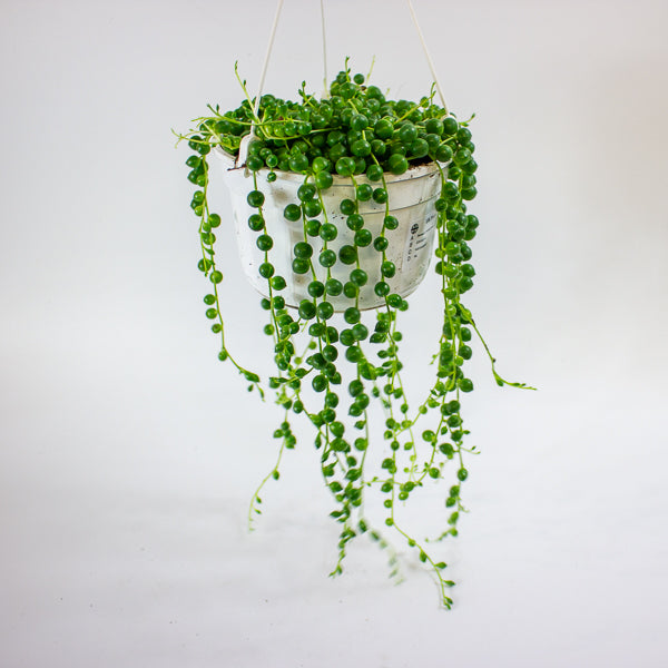 Senecio rowleyanus 14cm H28cm