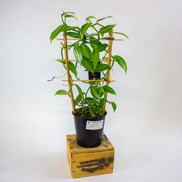 Vanilla planifolia variegata 12cm H35cm