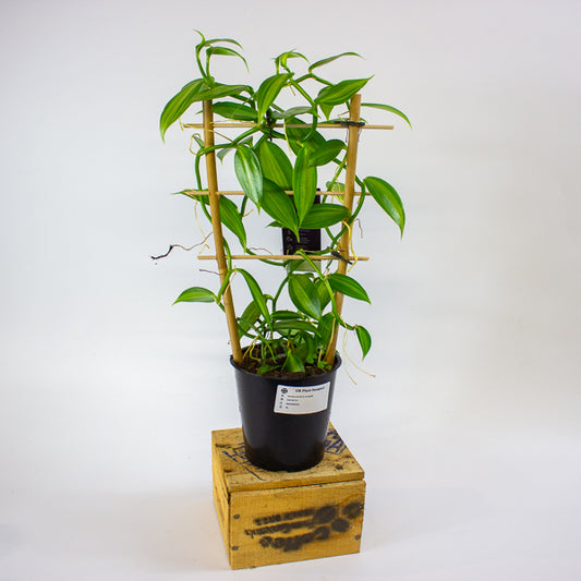 Vanilla planifolia variegata 12cm H35cm