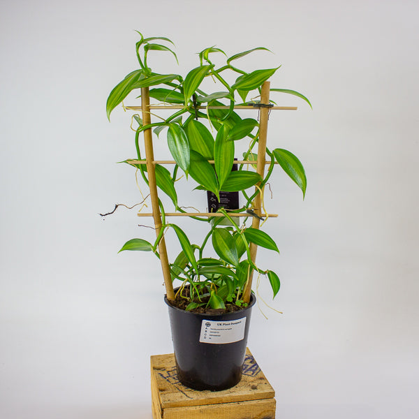 Vanilla planifolia variegata 12cm H35cm