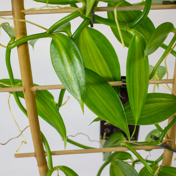 Vanilla planifolia variegata 12cm H35cm
