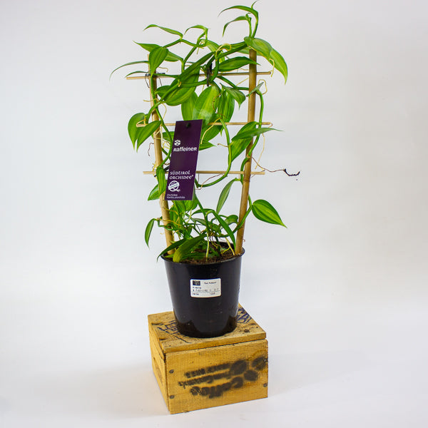 Vanilla planifolia variegata 12cm H35cm