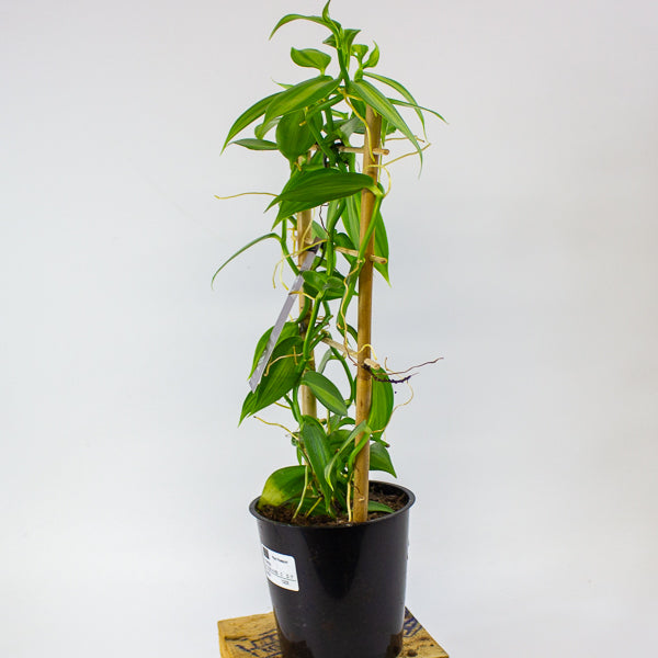 Vanilla planifolia variegata 12cm H35cm