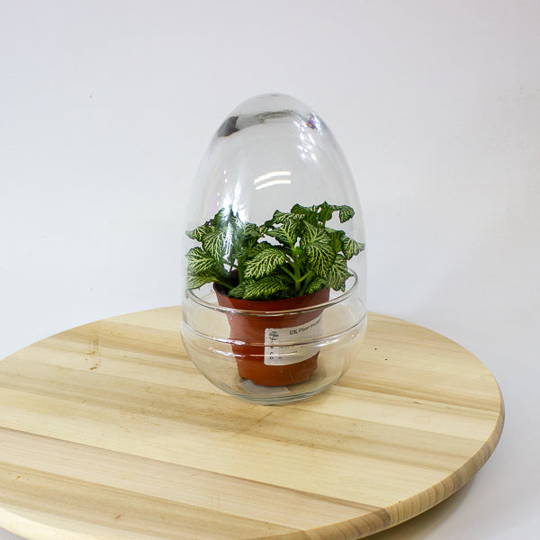 Glass Egg Terrarium Kit