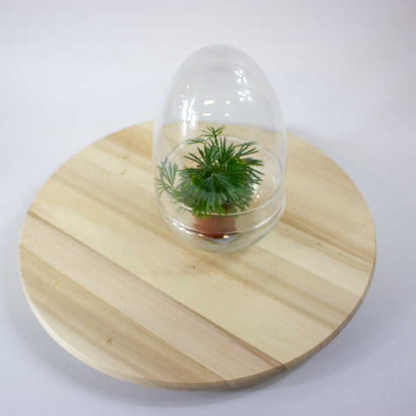 Glass Egg Terrarium Kit
