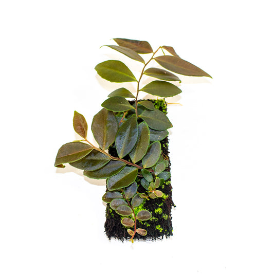 Marcgravia Dark Brown