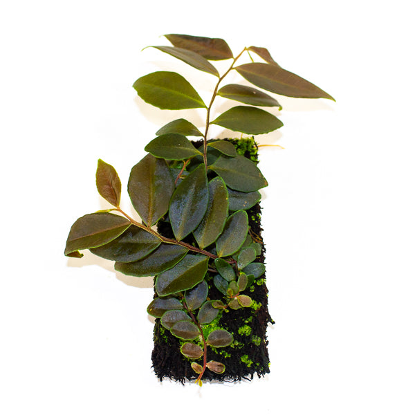 Marcgravia Dark Brown