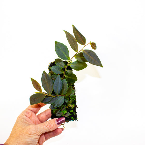 Marcgravia Dark Brown