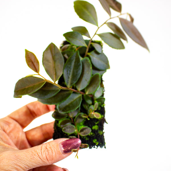 Marcgravia Dark Brown