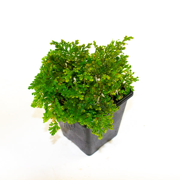 Selaginella sp. ‘Costa Rica’ (Costa Rican Spike Moss)