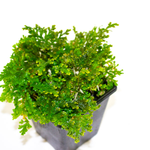 Selaginella sp. ‘Costa Rica’ (Costa Rican Spike Moss)