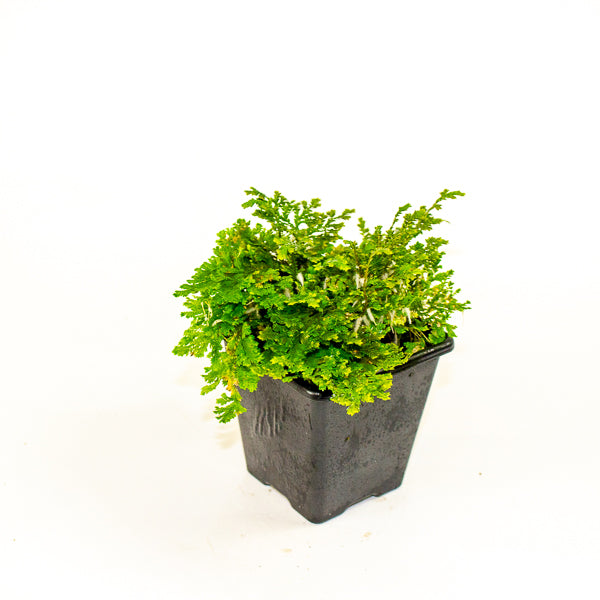 Selaginella sp. ‘Costa Rica’ (Costa Rican Spike Moss)