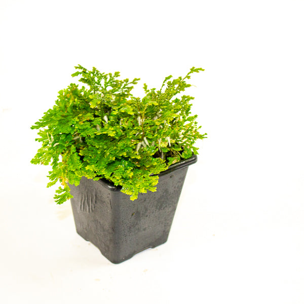 Selaginella sp. ‘Costa Rica’ (Costa Rican Spike Moss)