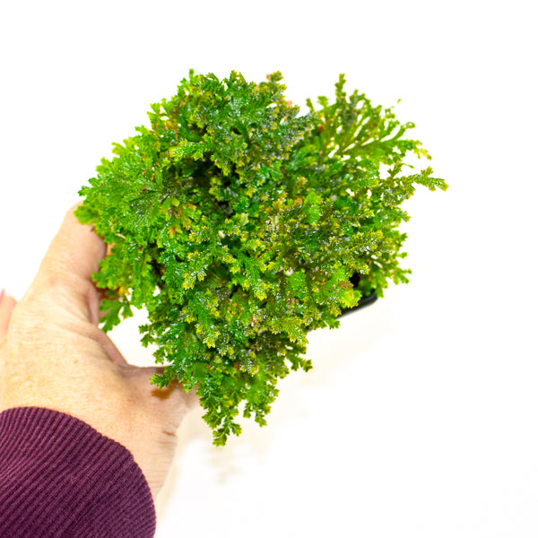 Selaginella sp. ‘Costa Rica’ (Costa Rican Spike Moss)