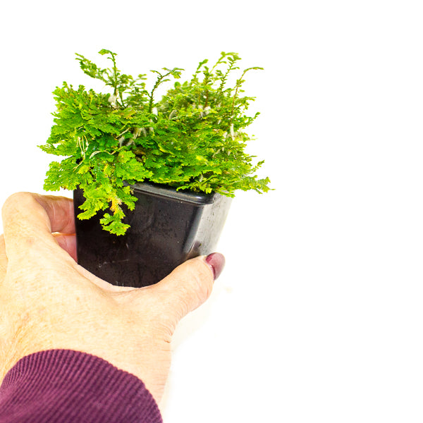 Selaginella sp. ‘Costa Rica’ (Costa Rican Spike Moss)