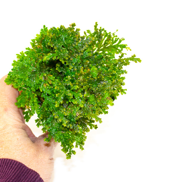 Selaginella sp. ‘Costa Rica’ (Costa Rican Spike Moss)