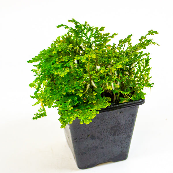 Selaginella sp. ‘Costa Rica’ (Costa Rican Spike Moss)