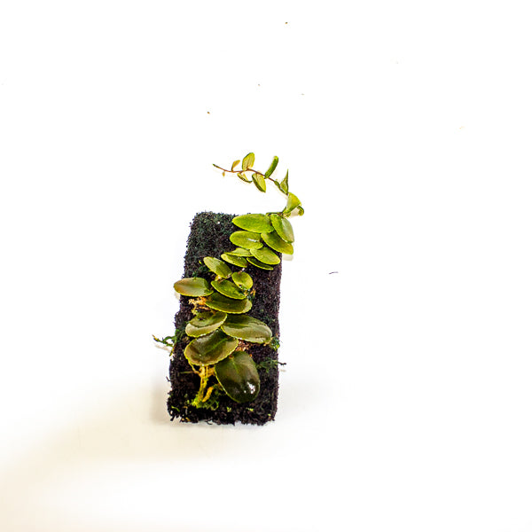 Marcgravia Small round leaf