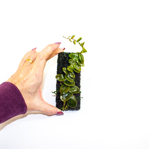 Marcgravia Small round leaf