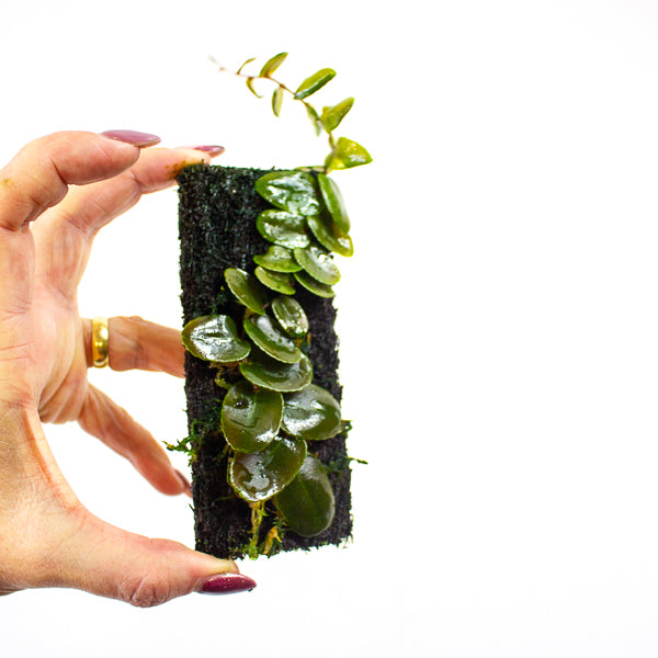 Marcgravia Small round leaf