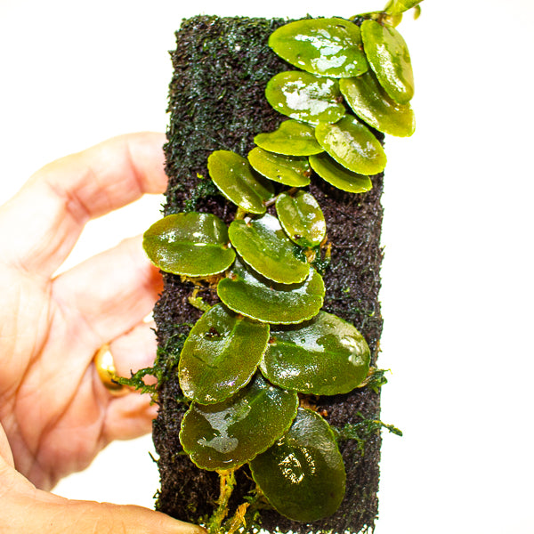 Marcgravia Small round leaf