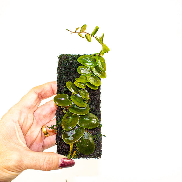 Marcgravia Small round leaf