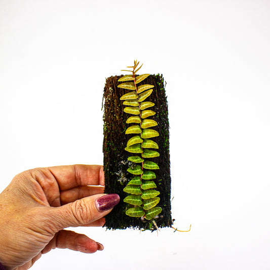 Marcgravia umbellata pink