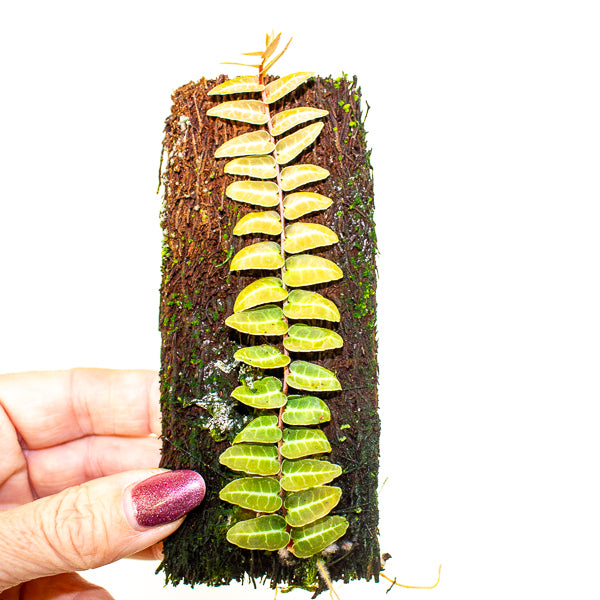 Marcgravia umbellata pink