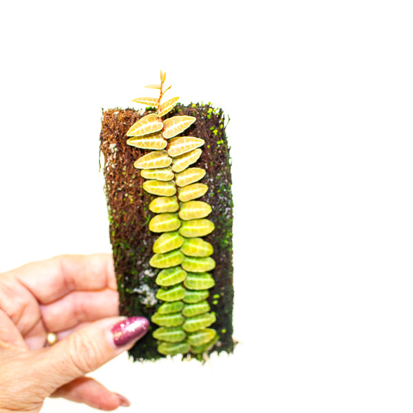 Marcgravia umbellata pink