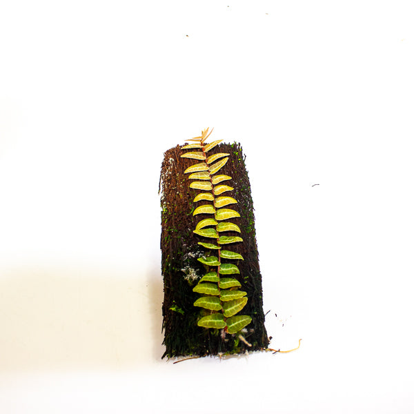 Marcgravia umbellata pink