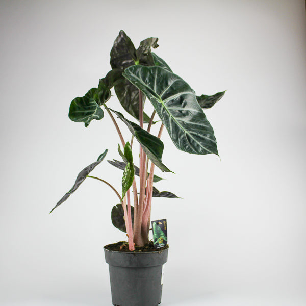 Alocasia 'Pink Dragon'