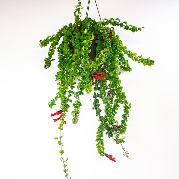 Aeschynanthus Bluster 15cm H40cm