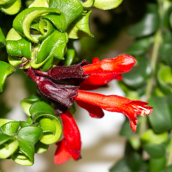 Aeschynanthus Bluster 15cm H40cm