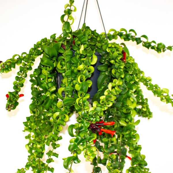 Aeschynanthus Bluster 15cm H40cm