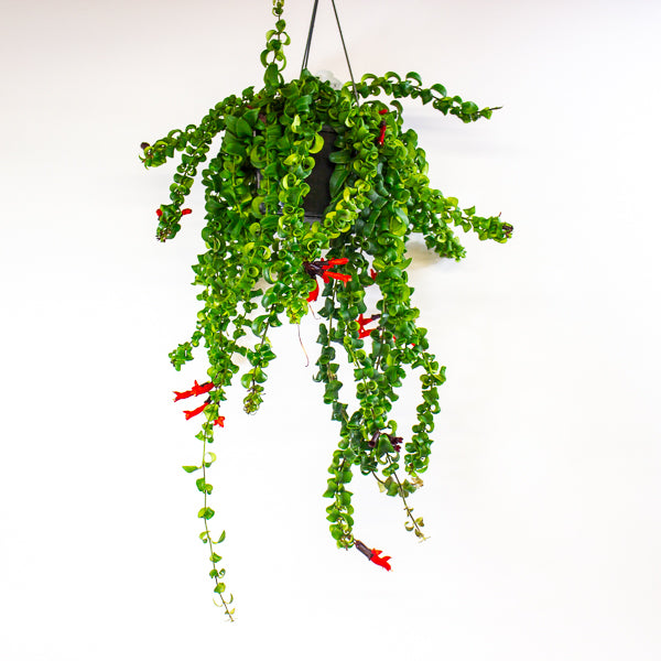 Aeschynanthus Bluster 15cm H40cm