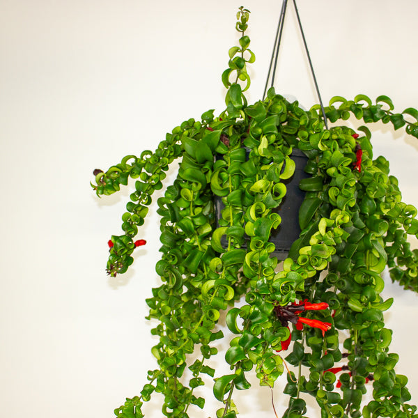 Aeschynanthus Bluster 15cm H40cm