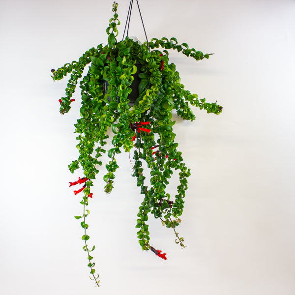 Aeschynanthus Bluster 15cm H40cm