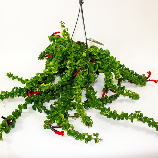 Aeschynanthus Bluster 15cm H40cm