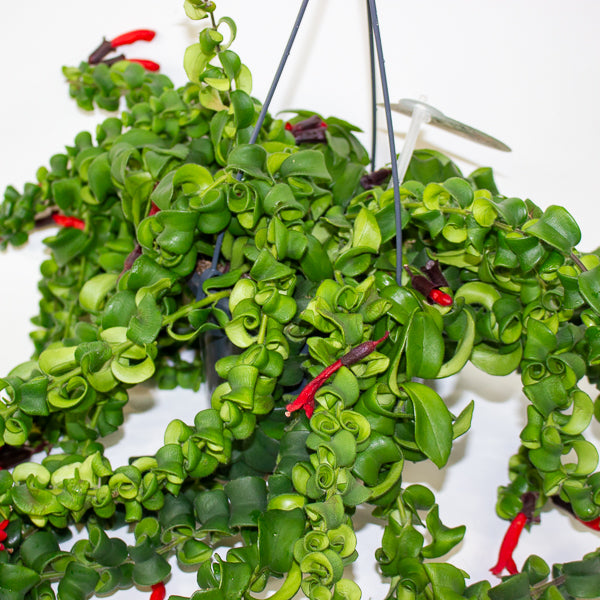 Aeschynanthus Bluster 15cm H40cm