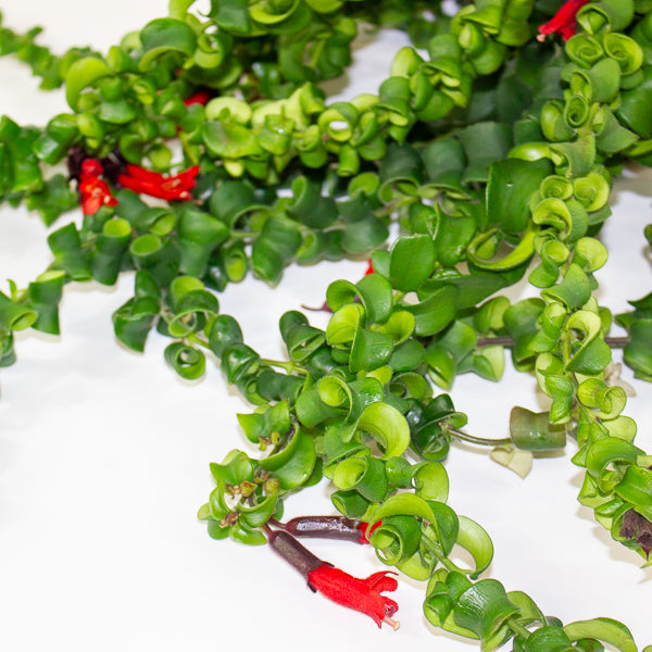 Aeschynanthus Bluster 15cm H40cm