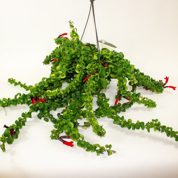 Aeschynanthus Bluster 15cm H40cm