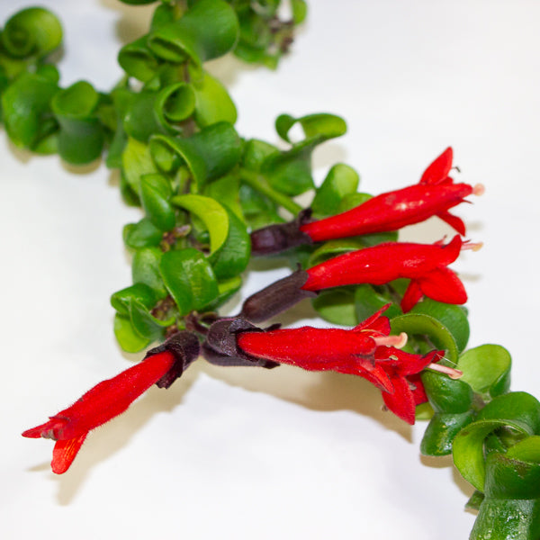 Aeschynanthus Bluster 15cm H40cm