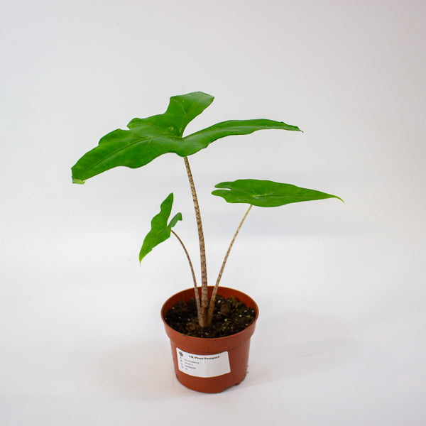 Alocasia Batwing 10.5cm H15cm